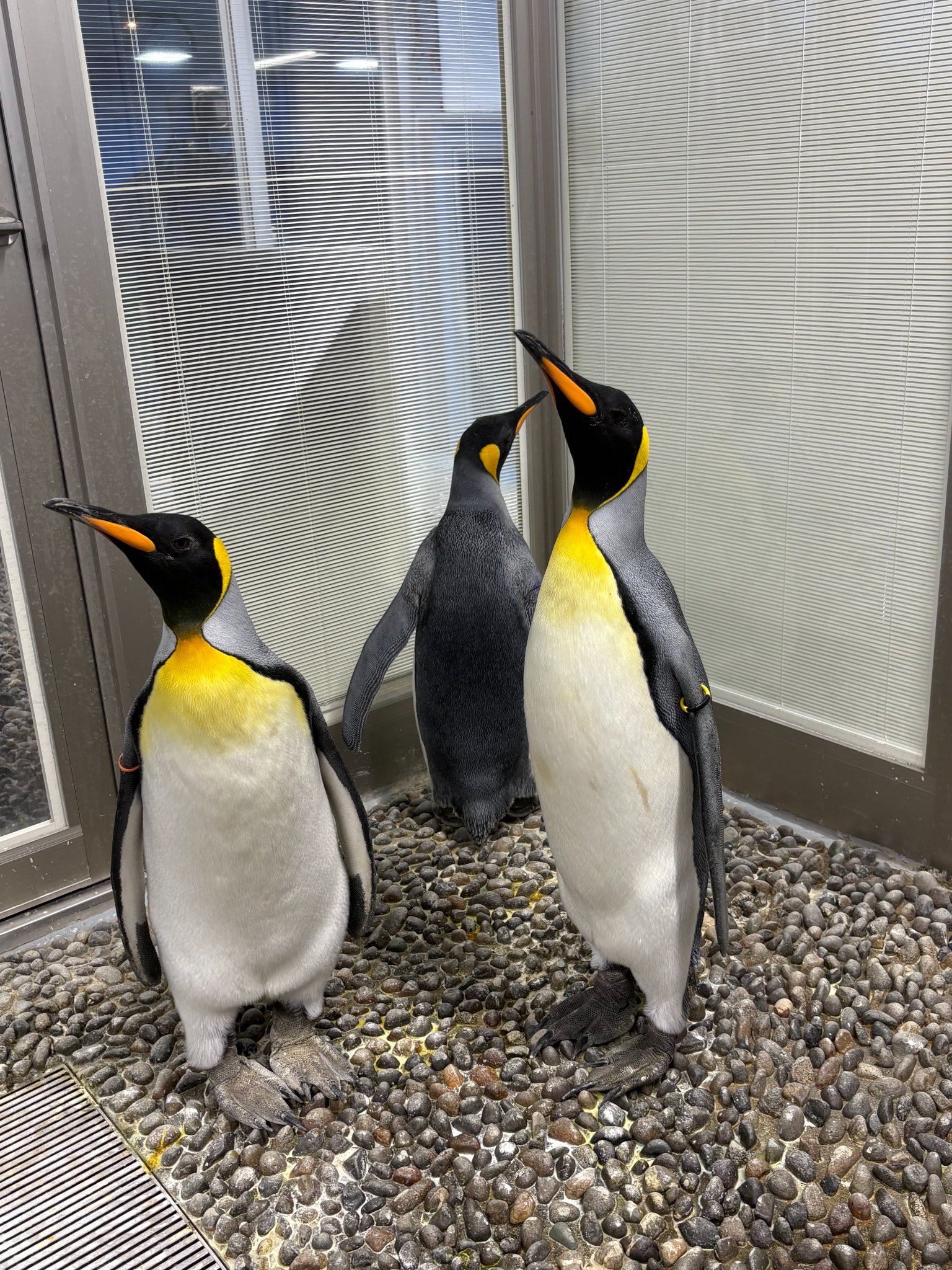 ペンギン様用２ 越前松島水族館 on X: 