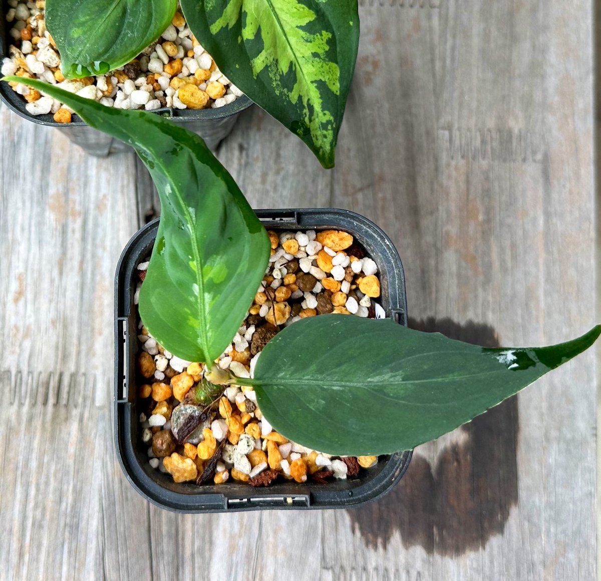 おはようございます

今年も関西やど草会「とんぶり」参加させていただきます

10月5日
東京都立産業貿易センター浜松町館3F~5F
🎫 9/6AM10時~   チケットぴあ

いやー今年の夏は異常でしたな…しんどい……
🐸のほうも絶不調でして……全く産卵しませんでした😭