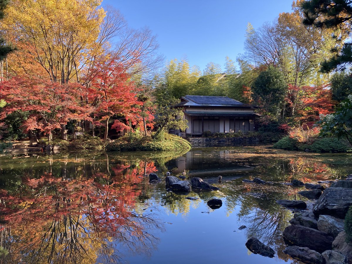 cosmixwahunokai's tweet image. 【紅葉期間】
●立川…11月中旬〜12月上旬
●石神井…11月中旬〜12月下旬
●愛宕…11月中旬〜12月中旬
どの会場も見頃は、11月下旬〜12月上旬