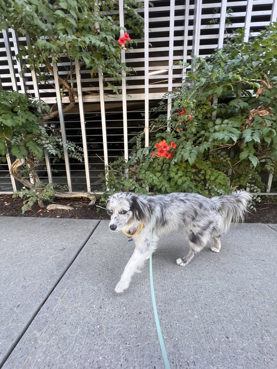 Hemsworth is still looking for his furever home. He is super cute and super smart 🐶 
Our walk yesterday 💕🐾 

He is available for adoption at Lucky Dog Refuge in Stamford, Connecticut.

Adopt for shop 🐾