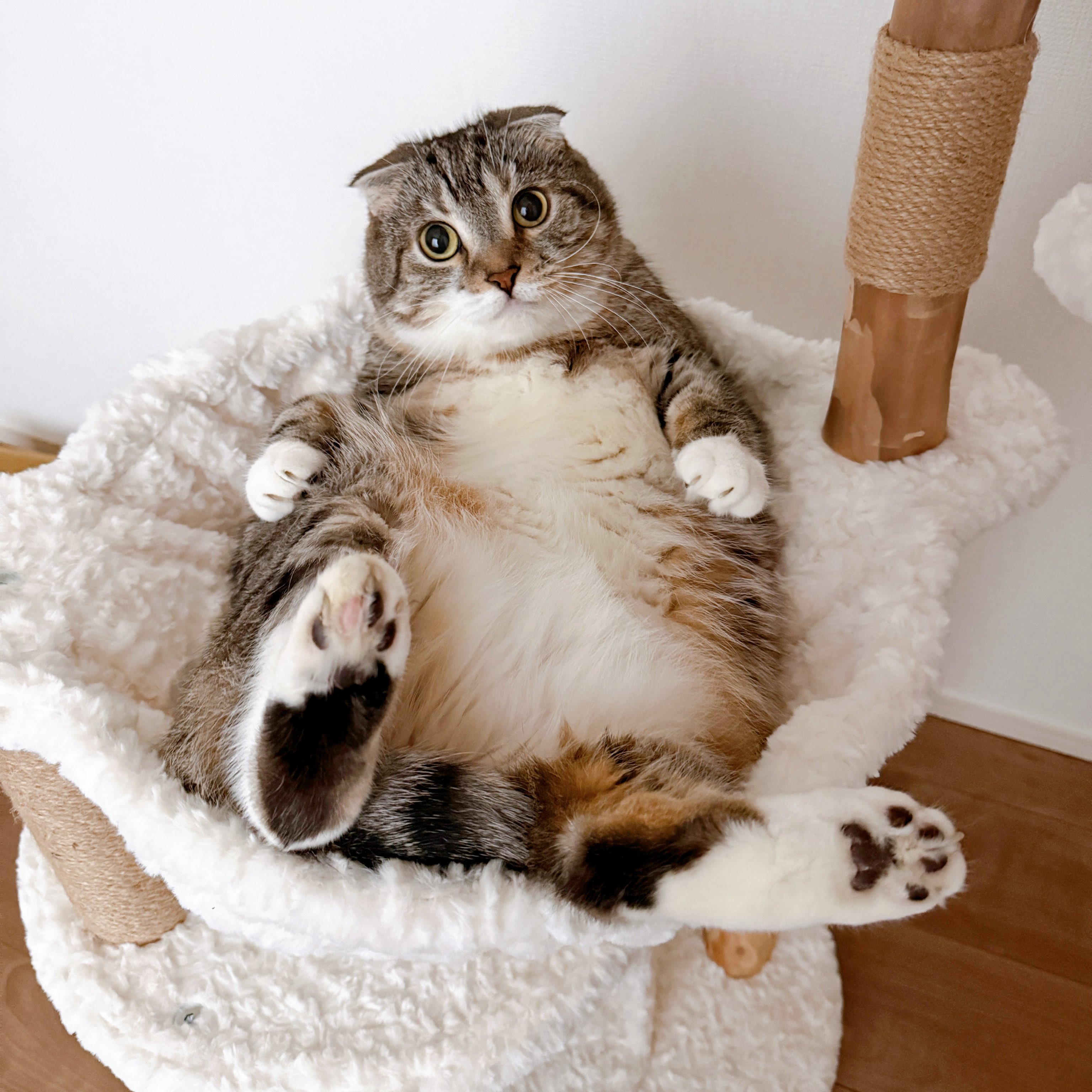 あんちゃん 杏月しあん🫧🐟 (@CY4Nchan) / X