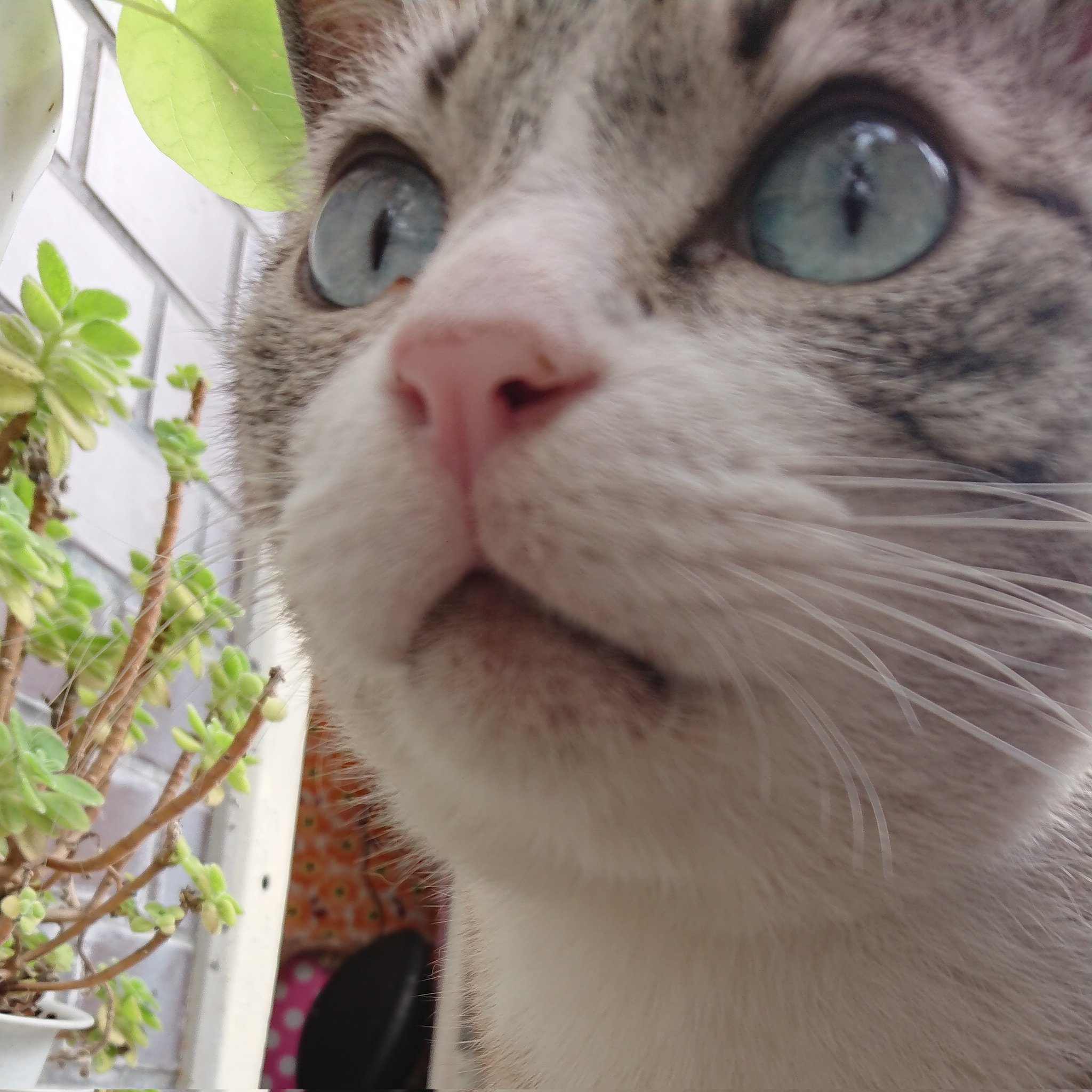 ネコます Amazon.co.jp: JEKCA (ジェッカ) タキシード 猫 02SB | 猫