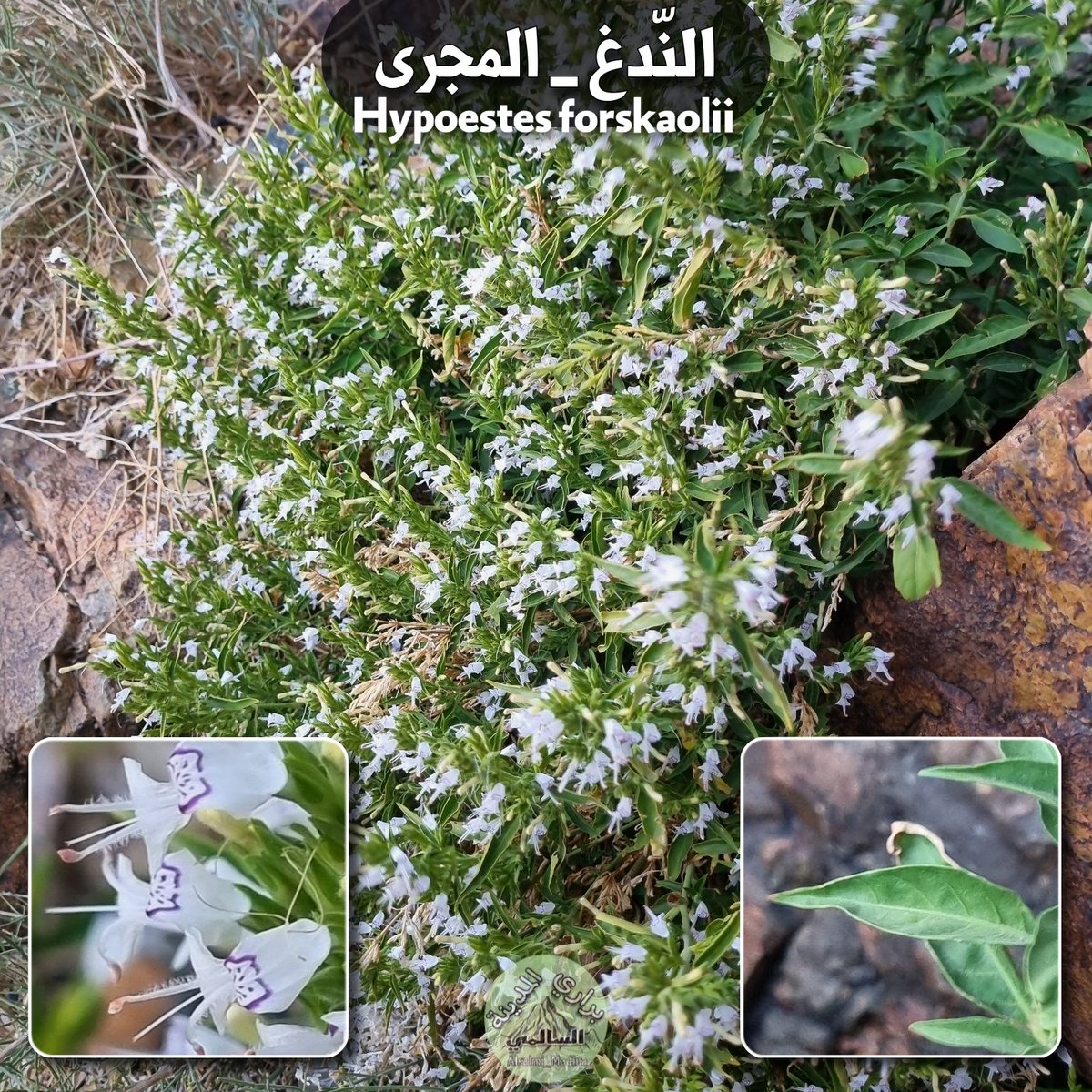 #Hypoestes_forskaolii
النّدغ او المجرى وله اسماء اخرى
Hypoestes forskaolii
من نباتاتنا المحلية ، تنتشر من حبال المدينة الى اقصى جنوب المملكة 
اشتهر بأشهر واجود انواع العسل .
وهو نبتة سامة غير رعوية ولها استخدامات طبية عديدة

التوثيق من جبال الفقرة غرب المدينة المنورة
#نباتات_برية