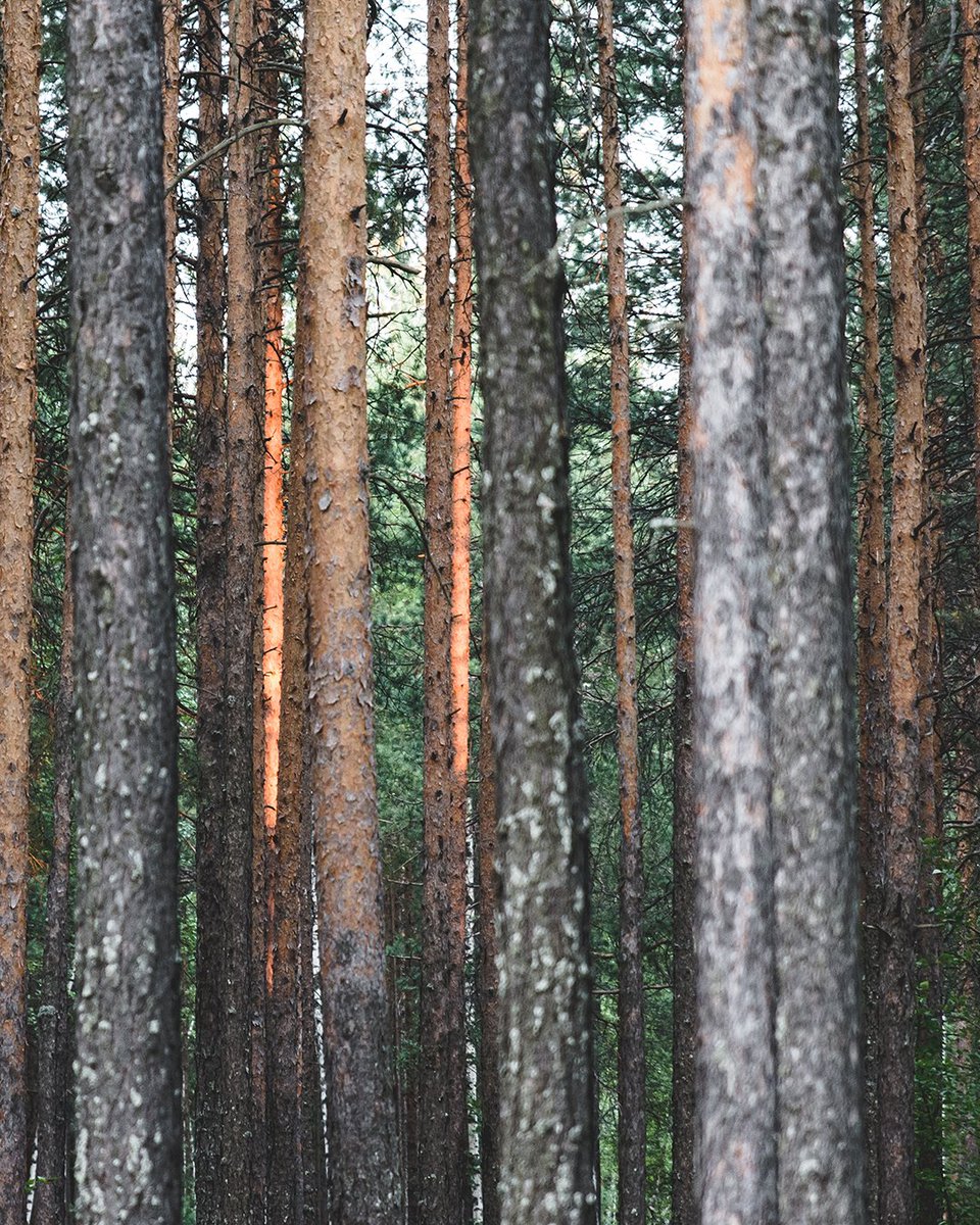 WoodSolutionsTT's tweet photo. Did you know timber can reduce embodied carbon by up to 11%?
Timber framing is one of the lowest embodied carbon options available  and can even be carbon positive from sapling to installation.
https://t.co/mSbuh21J2u

 #TimberFraming #TheUltimateRenewable #WoodSolutions https://t.co/xa3nyYYpxL