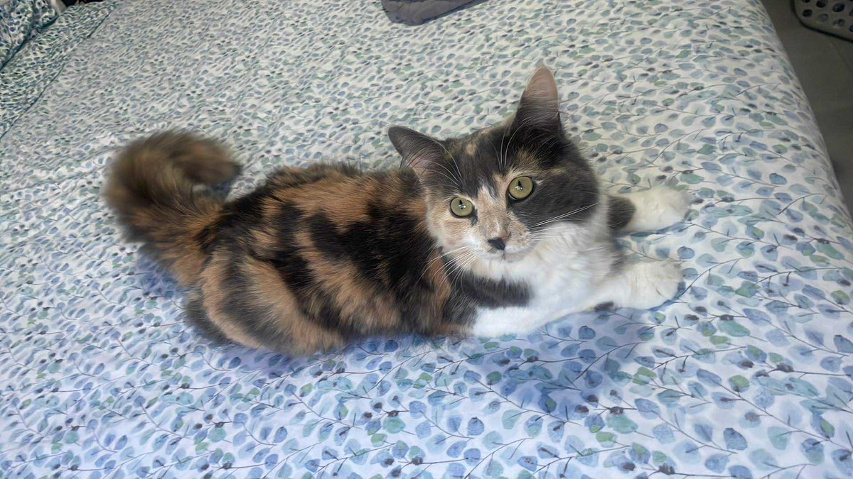 Jesus Marimba 🥃 tweet media