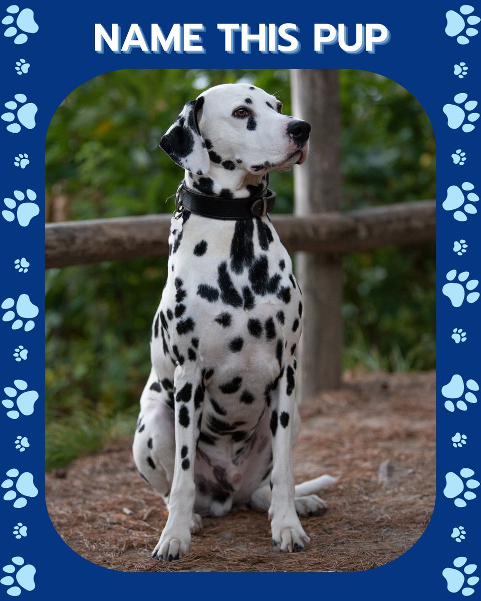 CATCHdogtrainer's tweet image. What's the perfect name for this pup?
- Pongo
- Spot
- Domino
- Oreo
Comment below!
......
#CATCHCanineTrainersAcademy #DogTraining #DogTrainer #AnimalEducation #DogBreeds