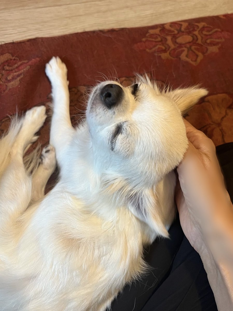 しろい犬 Our rescue dog Shiro has passed away and is now in heaven