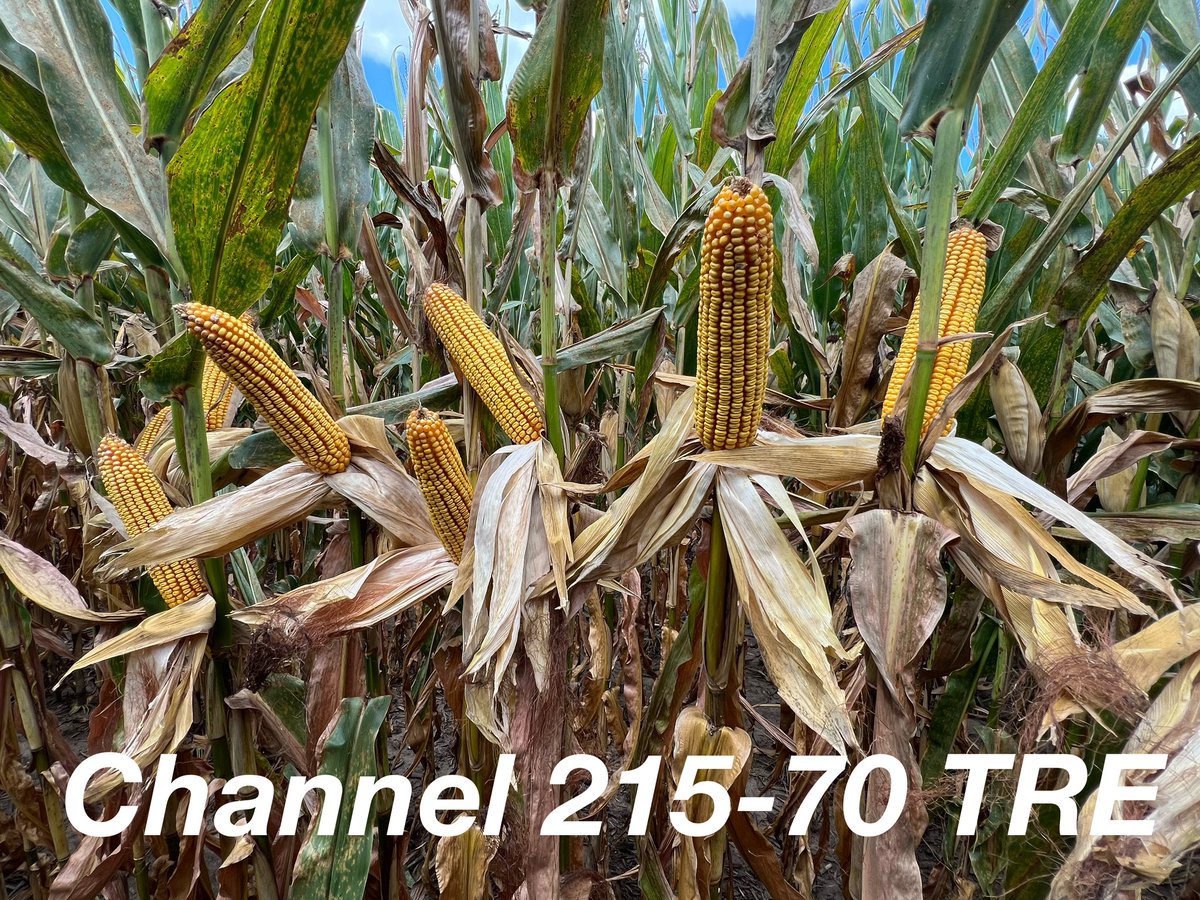 Checking out this full season  🌽 lineup from <a href="/ChannelSeed/">Channel Seed</a>  before the combine rolls.  Lots of great options for #plant26

<a href="/Channel_MO/">Channel Missouri</a> <a href="/BayerTraits/">Bayer Traits & Systems</a> <a href="/Bayer4CropsUS/">Bayer U.S. 🇺🇸 | Crop Science</a>