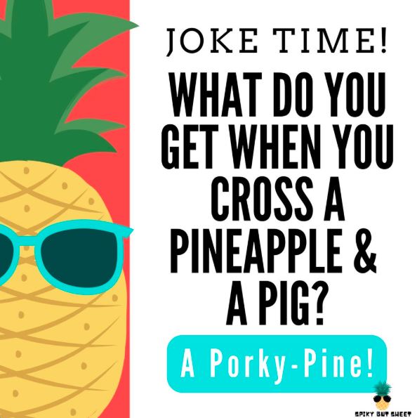 SpikyButSweet's tweet photo. What do you get when you cross a pineapple and a pig? A porky–pine! 😂😂

#pineapple #pineapplelovers🍍 #pineappleclothing #pineapplesofinstagram #onestopshop #spikybutsweet https://t.co/sjzyjhi9CK