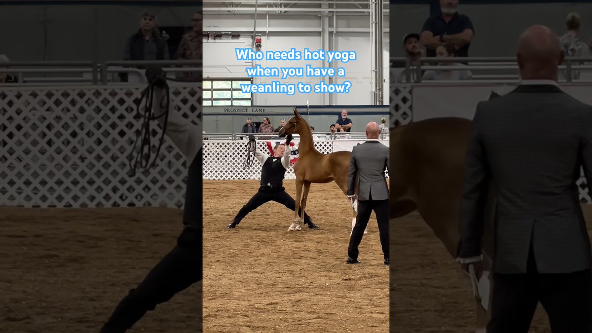 【Stonewell Farm LLC】Who needs hot yoga when you have a weanling to show? metafit-videos.com/2025/09/05/%e3…