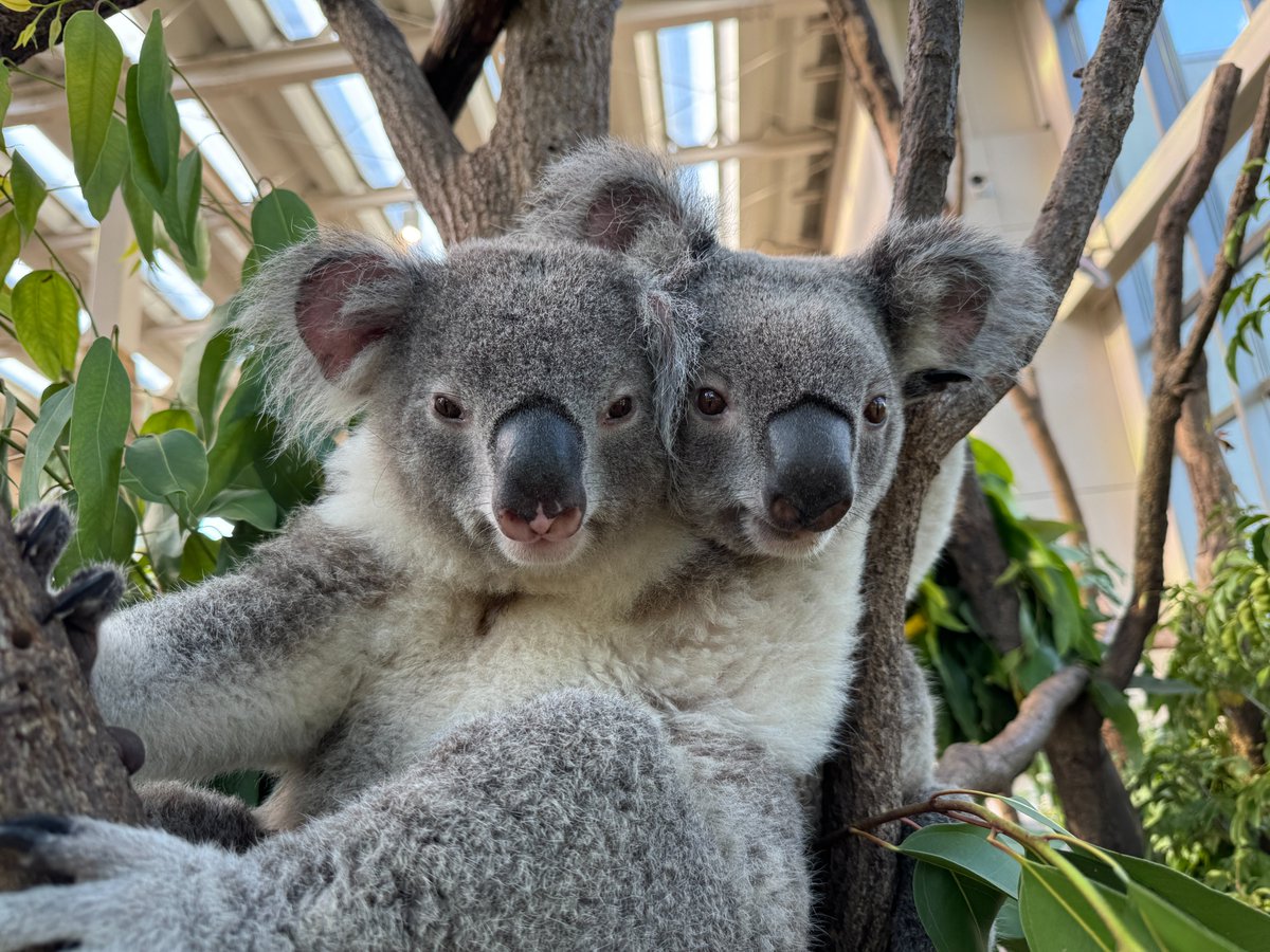 コアラ♡様 コアラ - Search / X