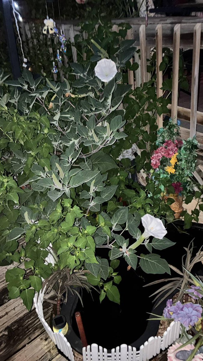 Some people like flowers, some people like grass, but no one likes me🙃🙃