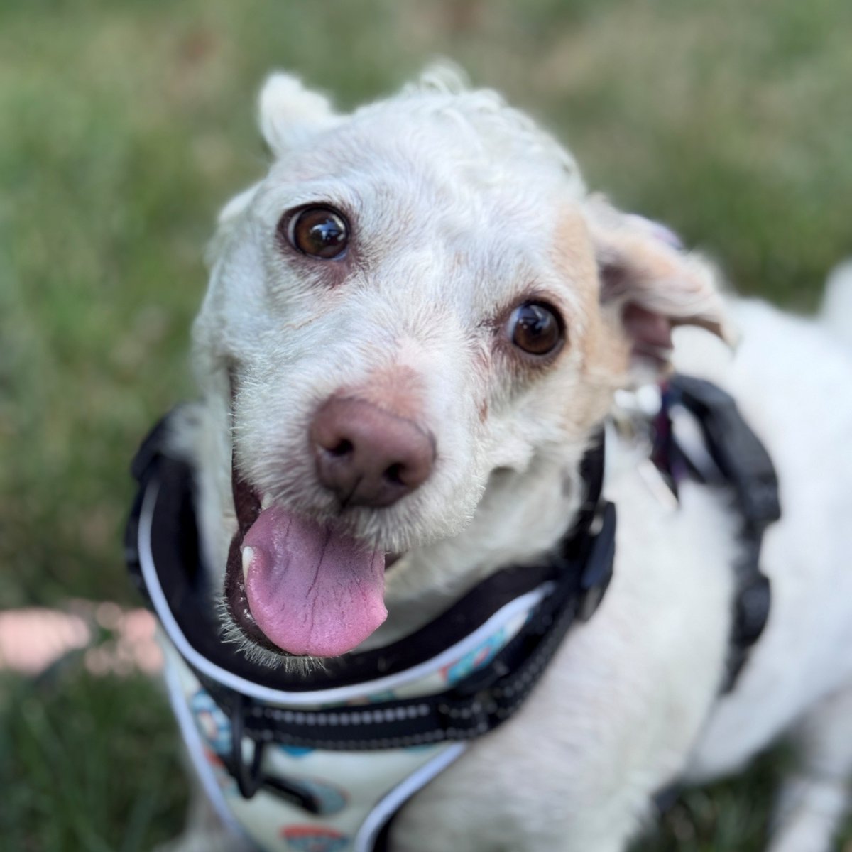 Meet our pet of the month,  Kaley! 🐕 Kaley is a spunky 5 year old girl with a heart full of love and a personality that will keep you smiling ❤️

Interested in adopting? Visit <a href="/HumaneSocietyLM/">Humane Society London & Middlesex</a> at 1414 Dundas St. All animals up for adoption can be found at hslm.ca