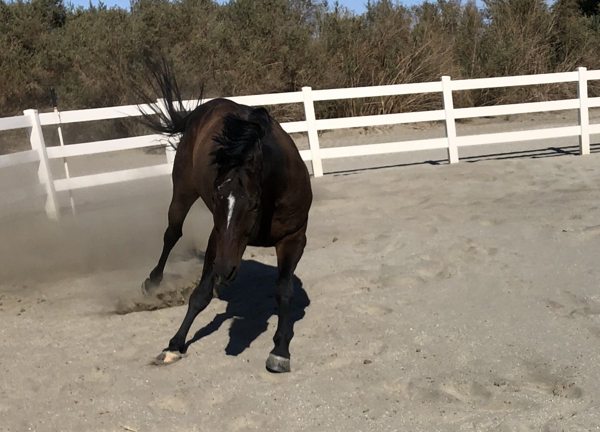 K: Nileist! Quit getting into your "pounce" mode! You wouldn't like it if I pounced on you!
Nileist: I'm comin' to getcha, Momma! 
K: *sighs*