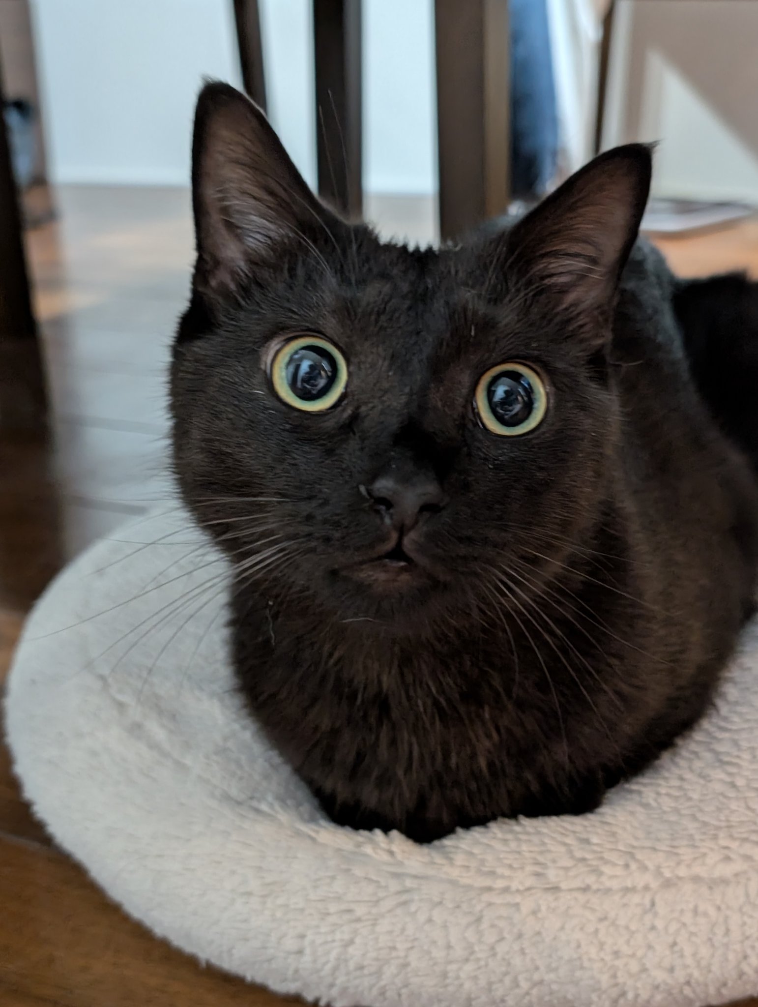 鳥猫 on X: 