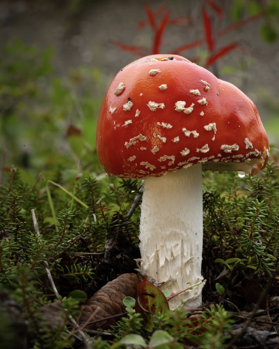 Smokey and the Vandit tweet media