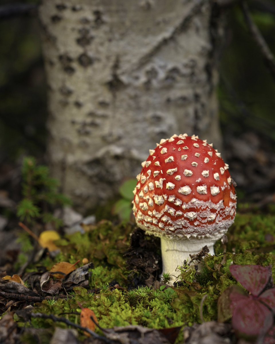 Seems it’s mushroom season 

#alaska
