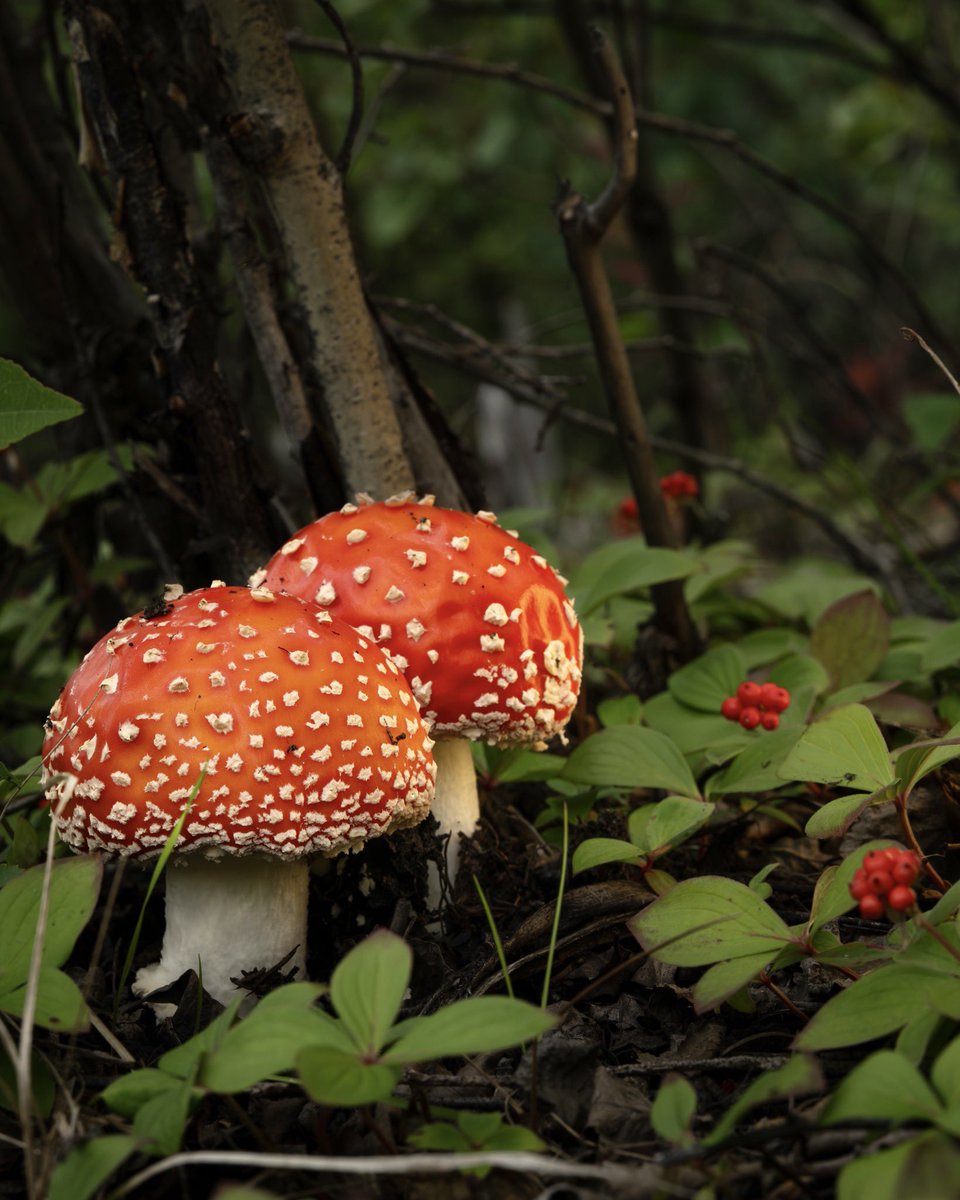 Smokey and the Vandit tweet media