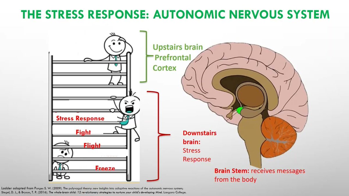 If a pupil is dysregulated, they don't need a bigger reaction,they need a steady presence. Their brain isn't ready for logic,redirection, or lessons. Our priority is helping  them return to a state where they feel safe enough to process what they are experiencing. 🧠🌱