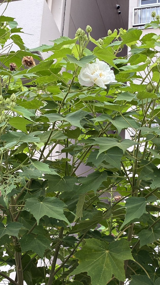 &lt;#55 朝散歩と白芙蓉&gt;

先日の朝散歩で
白芙蓉を見つけた。

「一日で
しぼむ花だね
白芙蓉」

芙蓉は繊細な花なので、
よく女性に例えられます。

花言葉　しとやかな恋人

夏花も綺麗ですね。
趣を感じますね。

今日は金曜日、頑張ろう

#朝散歩 ＃俳句 ＃haiku ＃白芙蓉
#花言葉 ＃夏花 ＃夏体験
