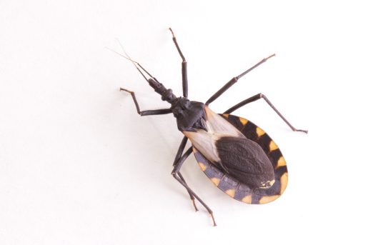 BCMFromtheLabs's tweet photo. Silent but Deadly: #ChagasDisease and the Rise of A #TropicalIllness #Texas @BCM_TropMed #KissingBug #RioGrandeValley #Tripanosomiasis @PeterHotez https://t.co/F82q698xj0 https://t.co/nMlKuqTx22
