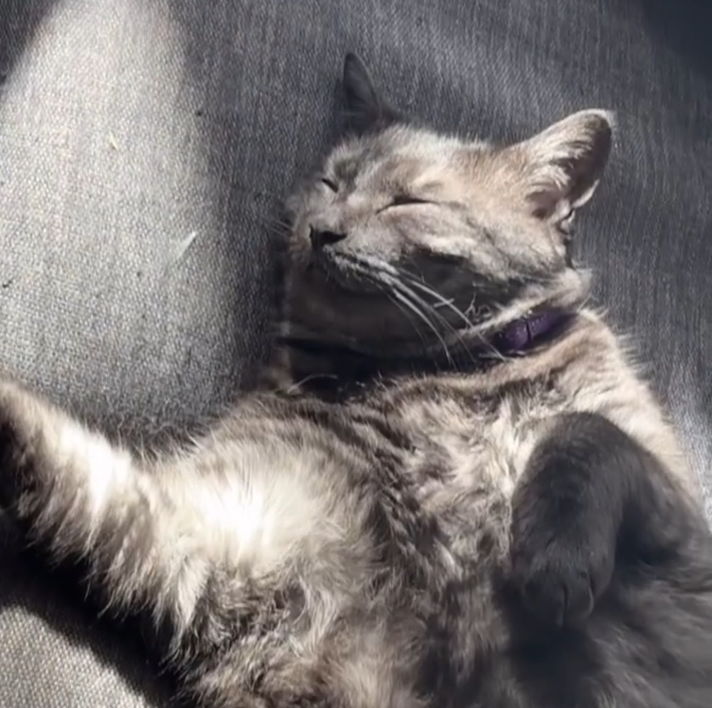 I know it's been tough for everyone recently, but a friend of mine just received a hefty vet bill for her lovely cat, the whacky Yakko! If you can spare anything at all, please check out her gofundme! Thanks so much! 
🔗 in the comments!