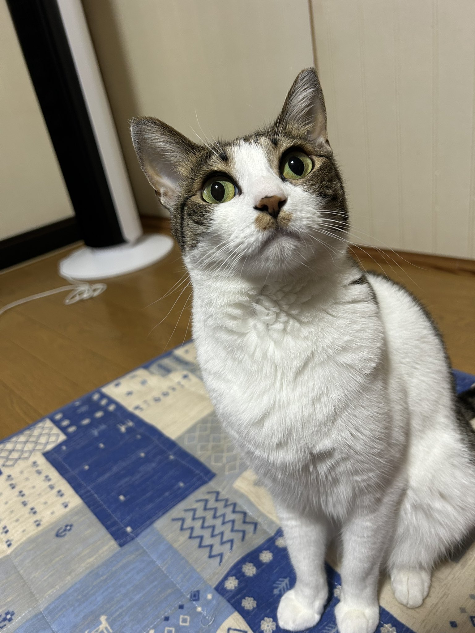 キラキラ⭐️　　ひょっこり猫 02__1_34348ca7-f10f-4e3d-afc8-