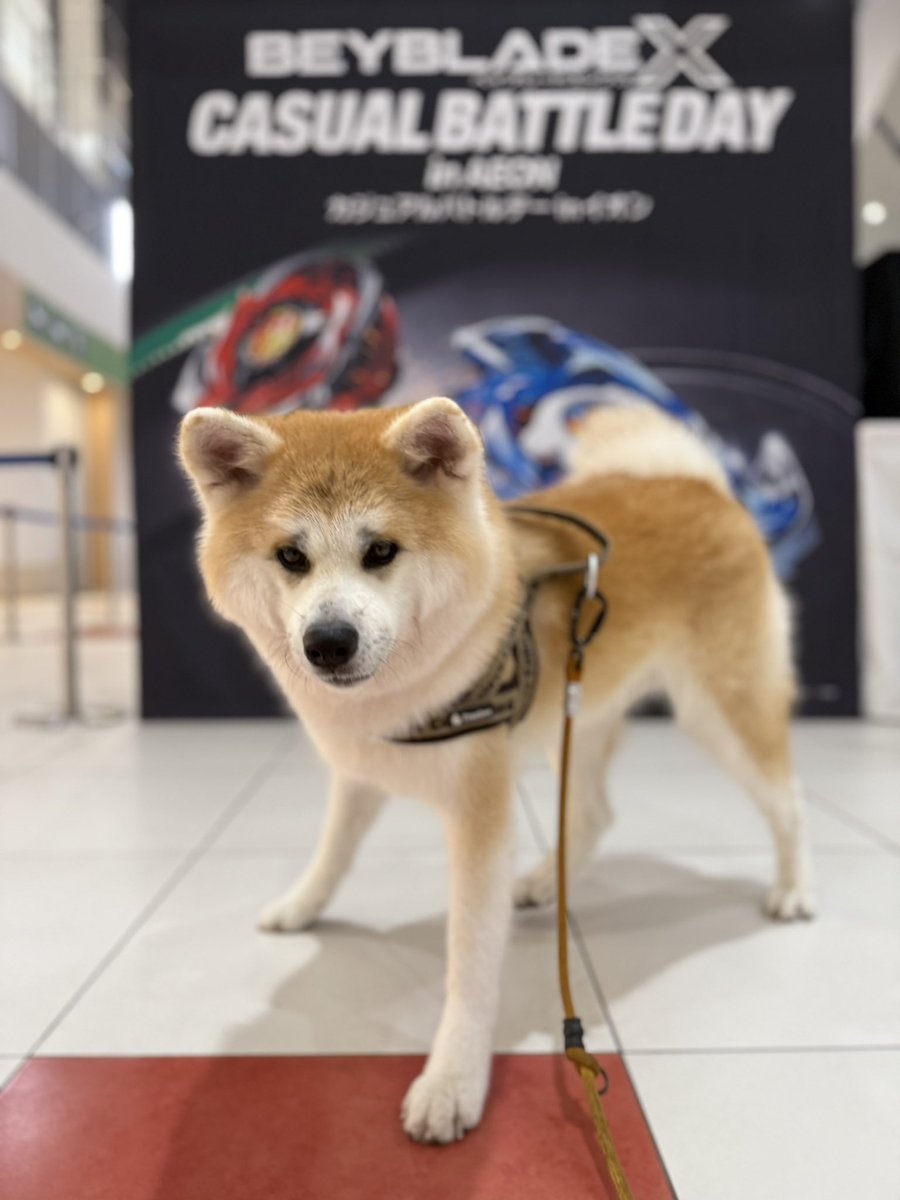 おひけ〜なすって