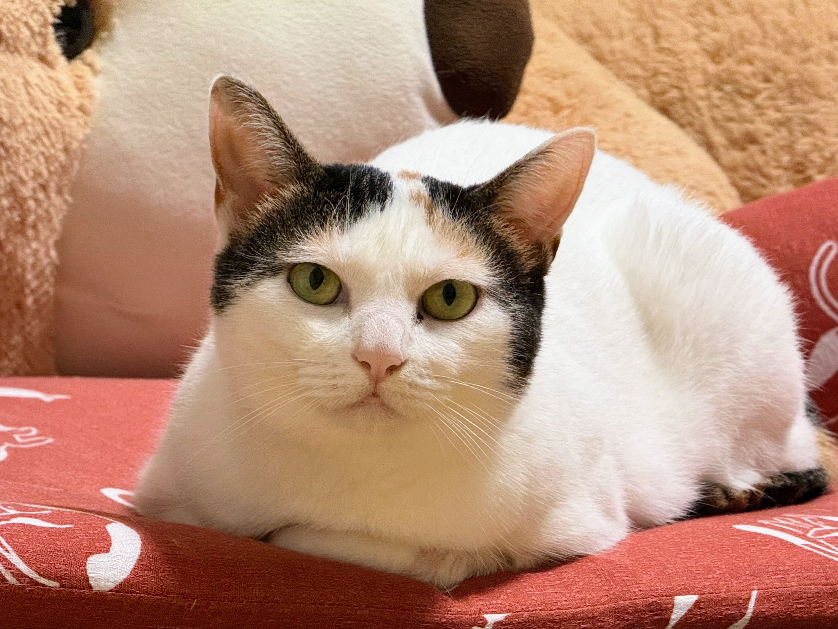 ふんばり親子猫　ハチワレ ふんばり親子猫 ハチワレ 里親決定 猫 - 東京・神奈川・千葉