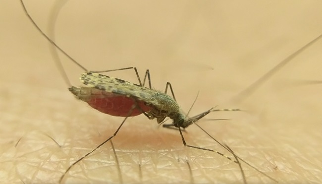First mosquito observatory network launched in Africa
~
The University of Glasgow (<a href="/UofGlasgow/">University of Glasgow</a>), in partnership with leading research  institutes across Africa (including <a href="/ifakarahealth/">Ifakara Health Institute</a>, <a href="/KEMRI_Kenya/">Kenya Medical Research Institute</a> <a href="/WITS_Malaria/">Wits Research Institute for Malaria (WRIM)</a> and others) and Europe, is spearheading the first  interconnected