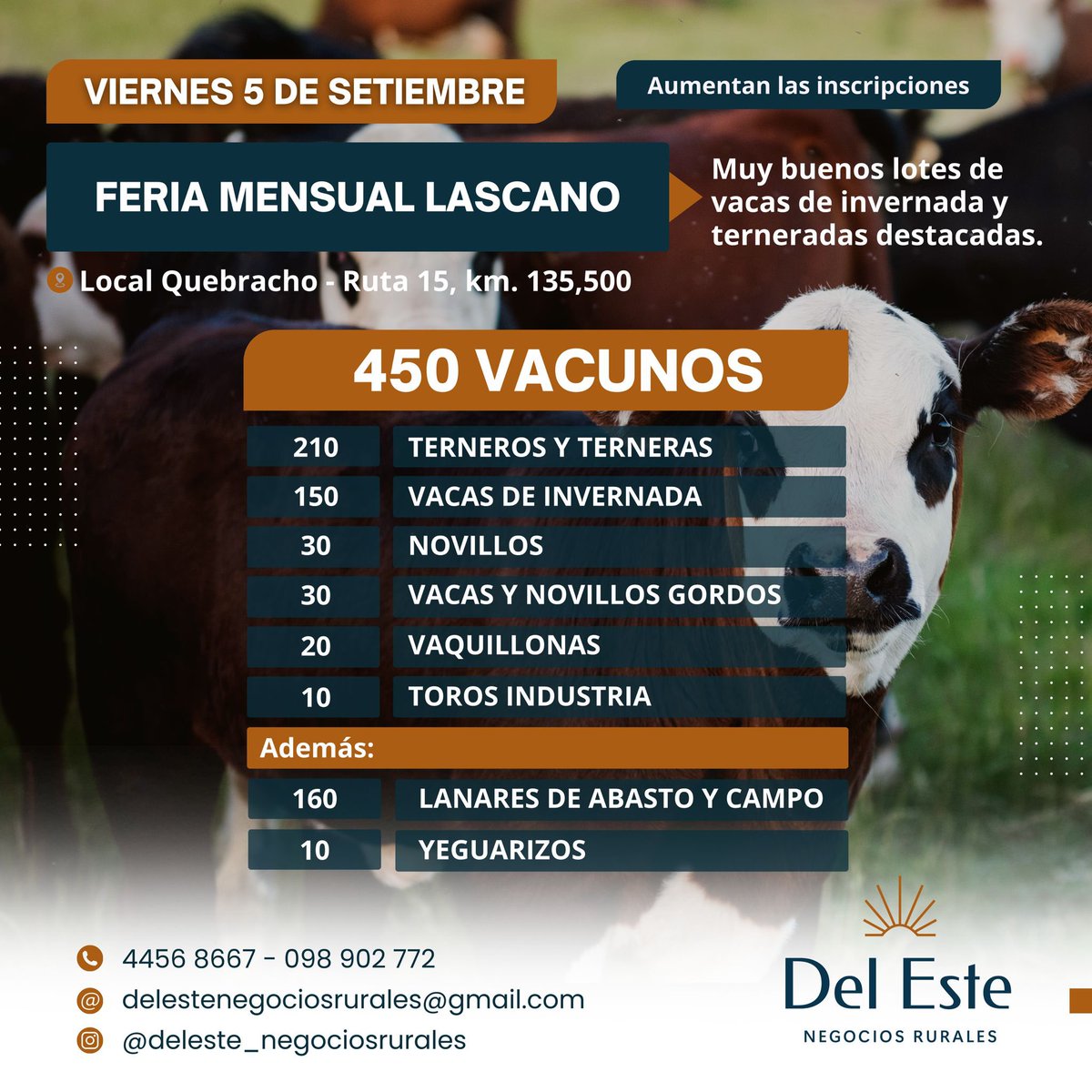 DelEsteNR's tweet photo. 🚨Atención productores, aumenta la oferta para la feria de mañana. 

Los esperamos 

+ información:
📞 4456 8667 | 098 902 772
📩 delestenegociosrurales@gmail.com

#delestenr #remateferia #campouruguayo #vacunos #lanares https://t.co/aJtNxvcoU8