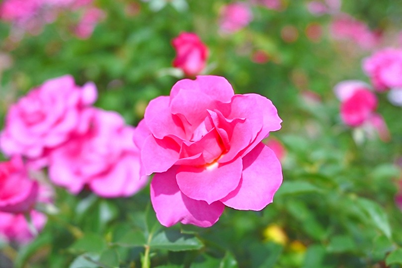 おはようございます。
今朝は「沁味滋味～しみじみ」を開封しました！

サラサラと甘旨味やって来て、美味しい～😊控えめな余韻も美味🍃優しさが心まで沁みわたります🥰

ゆったり朝茶時間で、今日も元気にスタートです✨

「新潟｜うずまき屋さん」
【本日の１杯】今日もありがとう。