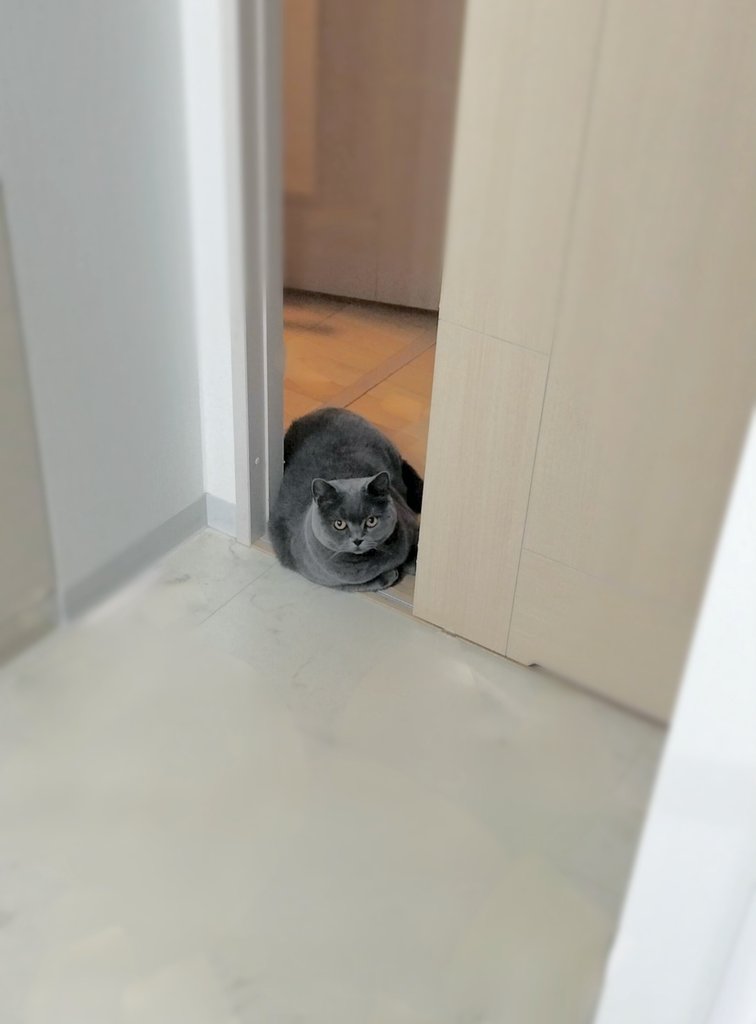どっしりと出入口を塞ぎながら風呂上がりを待つ猫さん。
#猫 #ブリティッシュショートヘア