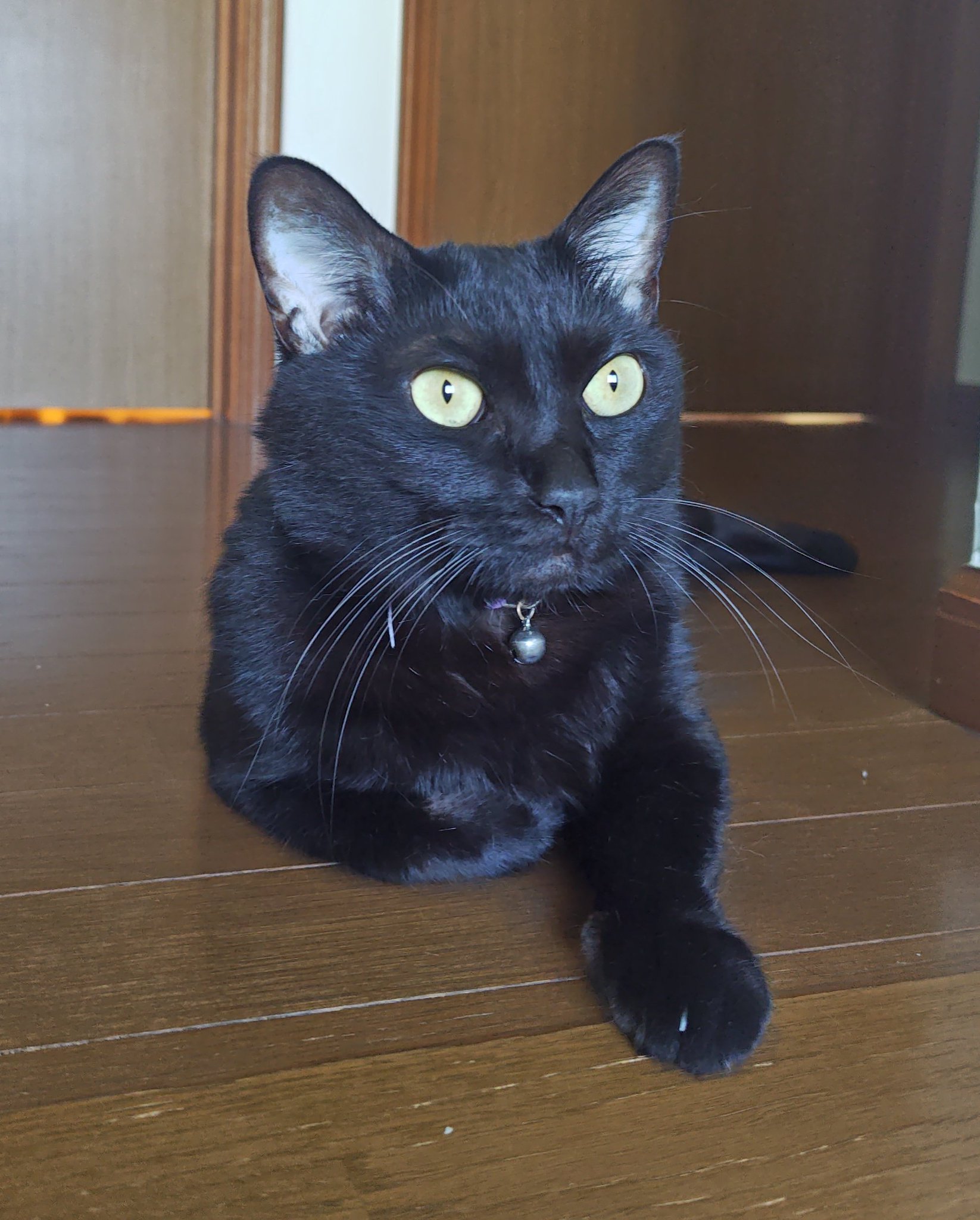 黒猫 うに3才 on X: 
