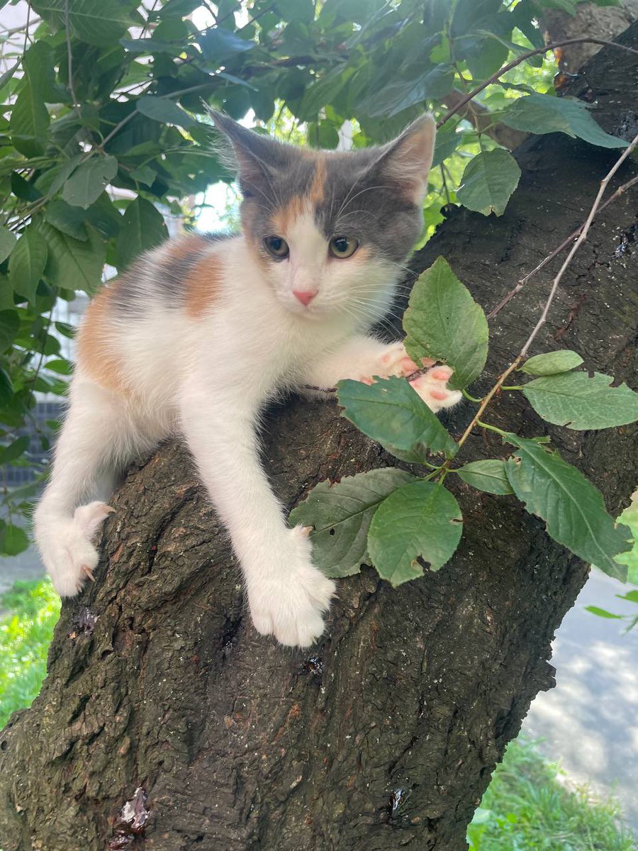 Харків або інші міста України (потягом)
Беріть кошенят. Вони наразі трошки побільшали.
Але все ще дуже худі і виснажені, хоч ми і лікуємо та добре годуємо їх.
Буде круто, якщо ви зможете взяти собі якесь більш здорове маля, щоб було легше в плані ресурсів, щоб виходити інших. 
На