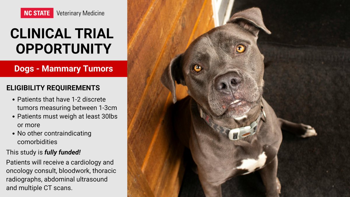 Clinical Trials: We're looking for participants. Use links for more info &amp; eligibility requirements. Please share!

Cats - CHF: go.ncsu.edu/cats-chf
Dogs -
IMHA: go.ncsu.edu/imha-ct
Bladder Cancer: go.ncsu.edu/probiotics-bla…
Mammary Tumors: go.ncsu.edu/mamm-tumors-ct