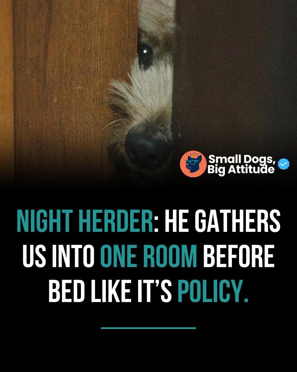 SmlDogs_BigAtti's tweet image. Bedtime herd completed. #Relatable #DogRoutine #FamilyDog