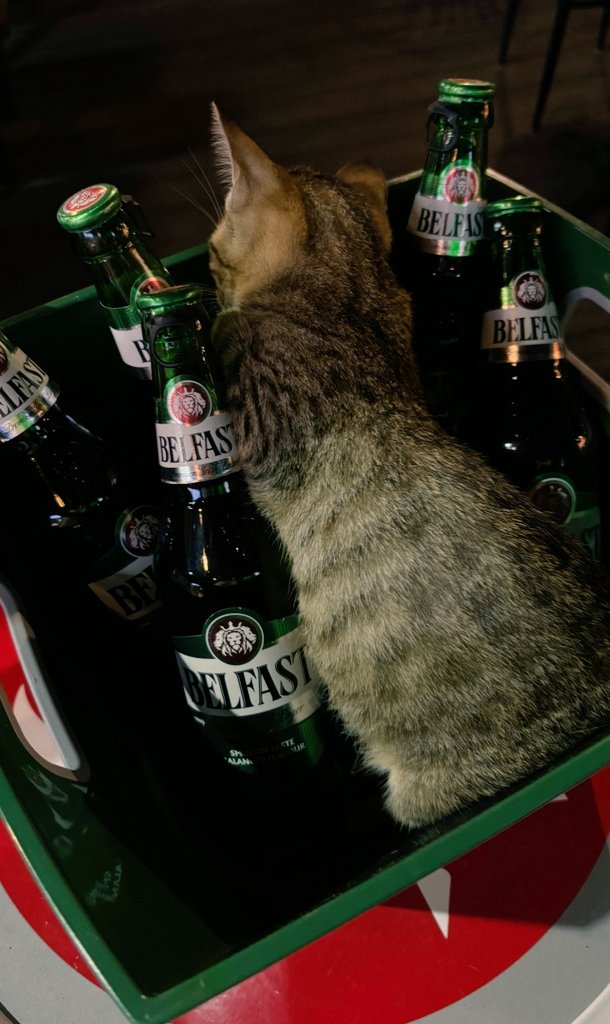 Özlemek erken saatlere alınsın. 
Sonra uykusuz kalıyor insan.

#CemalSuereya

#kedi #beach #varuna #gezgin #konyaaltı #beachpark #cemasüreya #özlemek #Antalya #iyigeceler #GeceyeNotum #Geceye