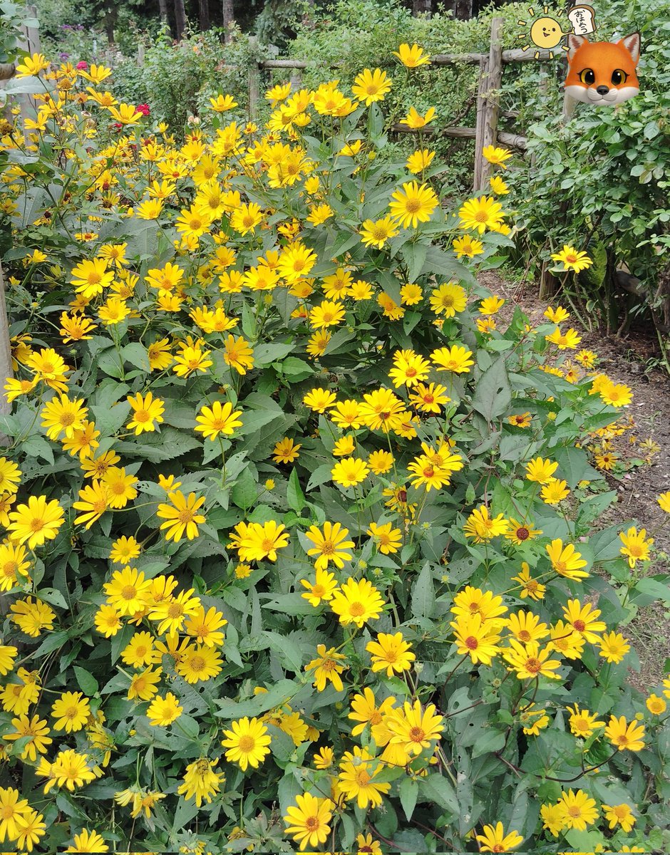 TEKUTEKU🌼散歩🚶‍♀️