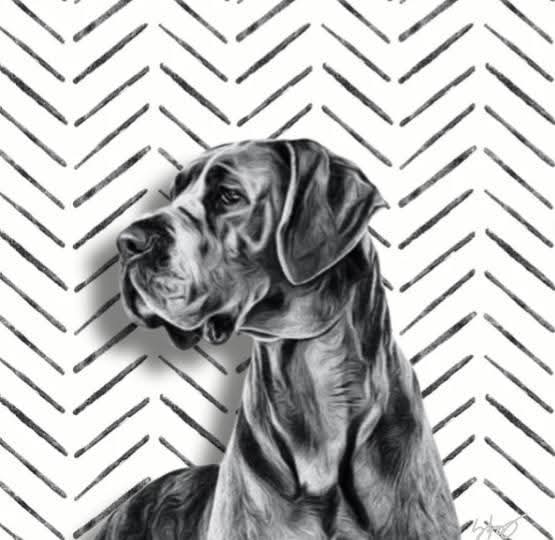 Recent Pet Portrait I created as a commission. My commission wanted a black and white theme to match the decor in his home. I have a special place in my heart for Great Danes, and this one really made me smile. 
facebook.com/artworkbyfrey