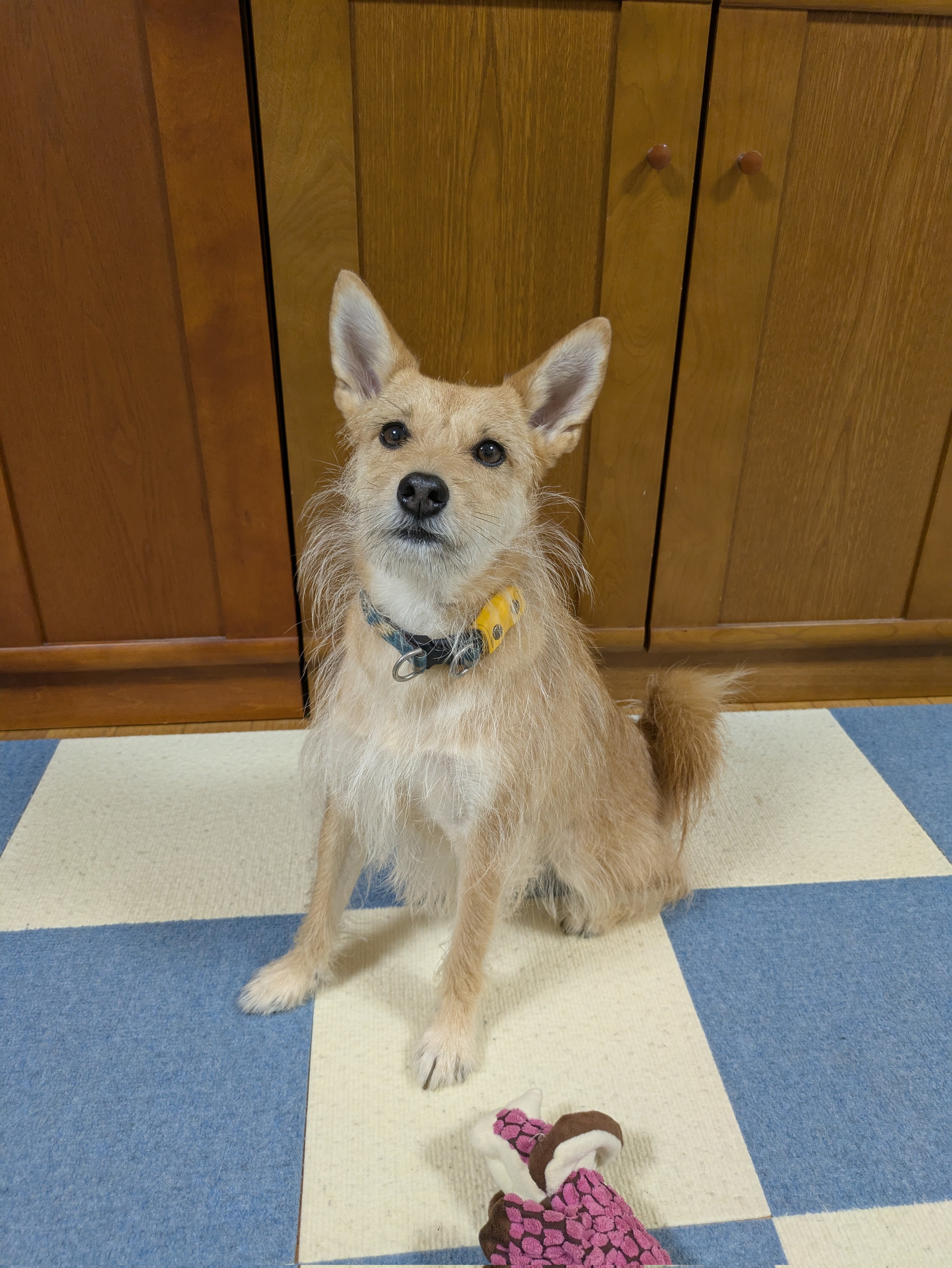 @犬 扇辰と申します🐕 辰の去勢手術が無事に終わりました👏 去勢は