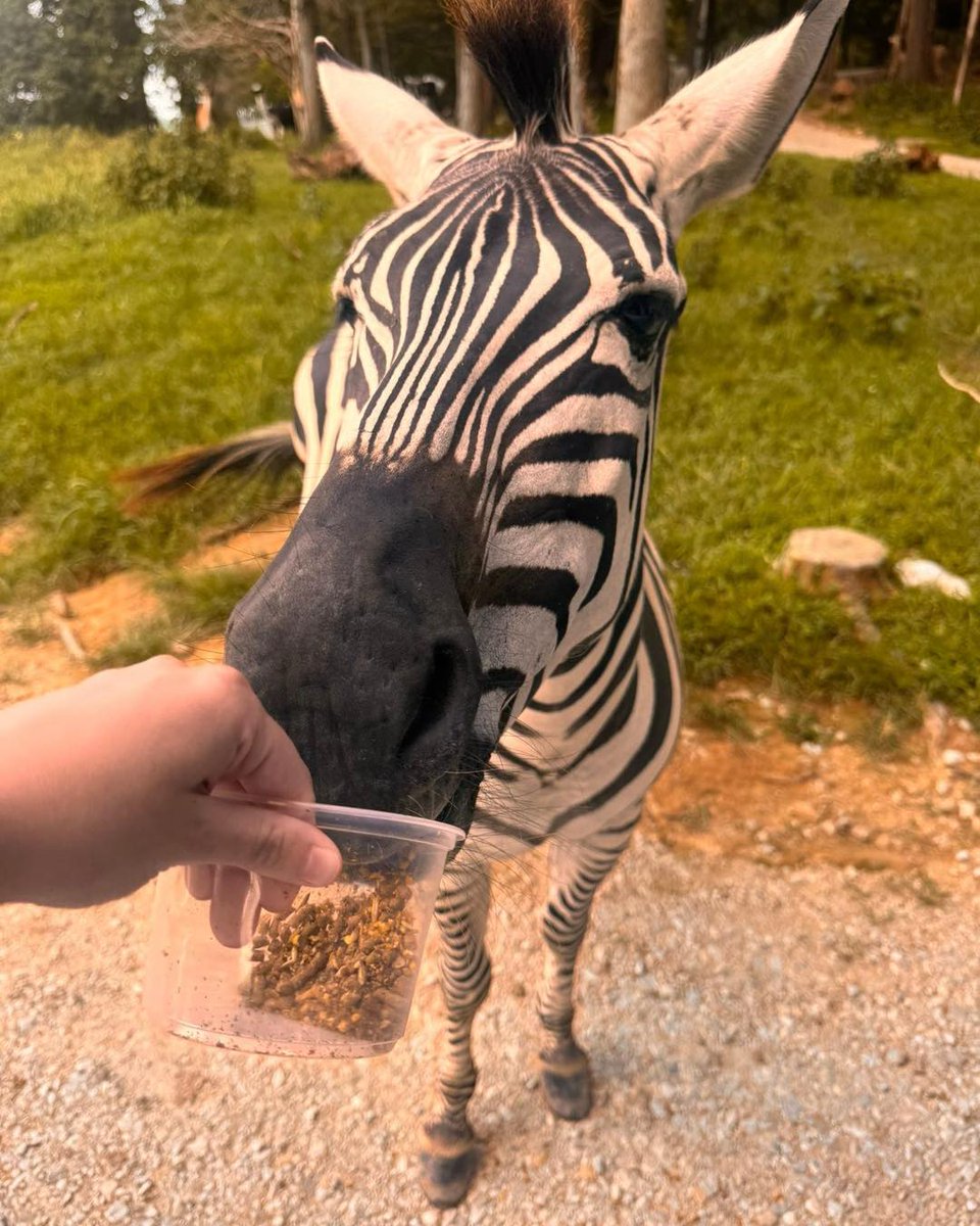 FL_Resort's tweet photo. What better way to celebrate #NationalWildlifeDay than with our wild neighbors at Wilstem Wildlife Park? ππ¦
Wilstem offers experiences that go beyond just seeing the animals β you get to meet them!
#FrenchLickResort #Wilstem https://t.co/56xeef66iY