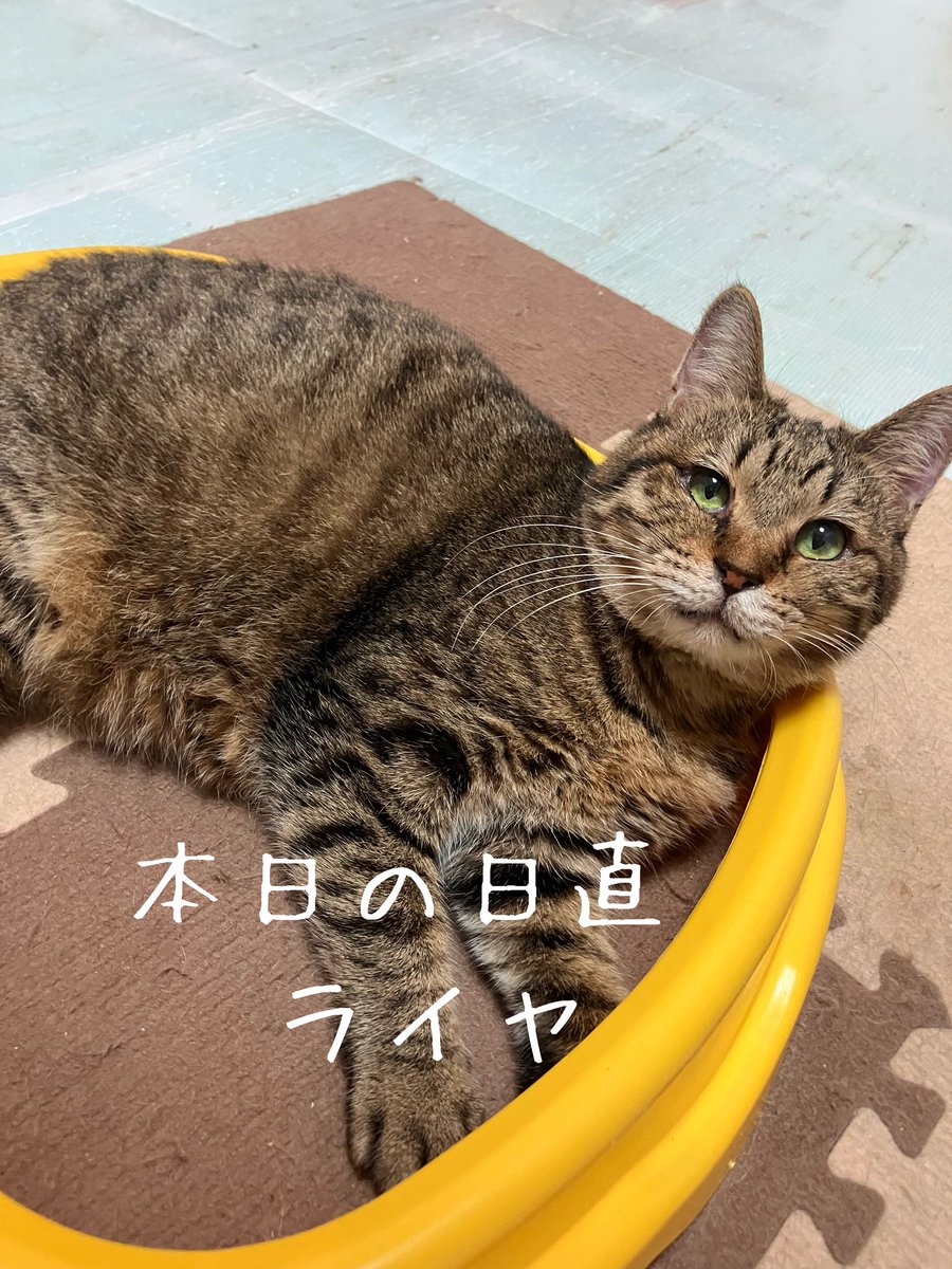 ねこたまご - Search / X