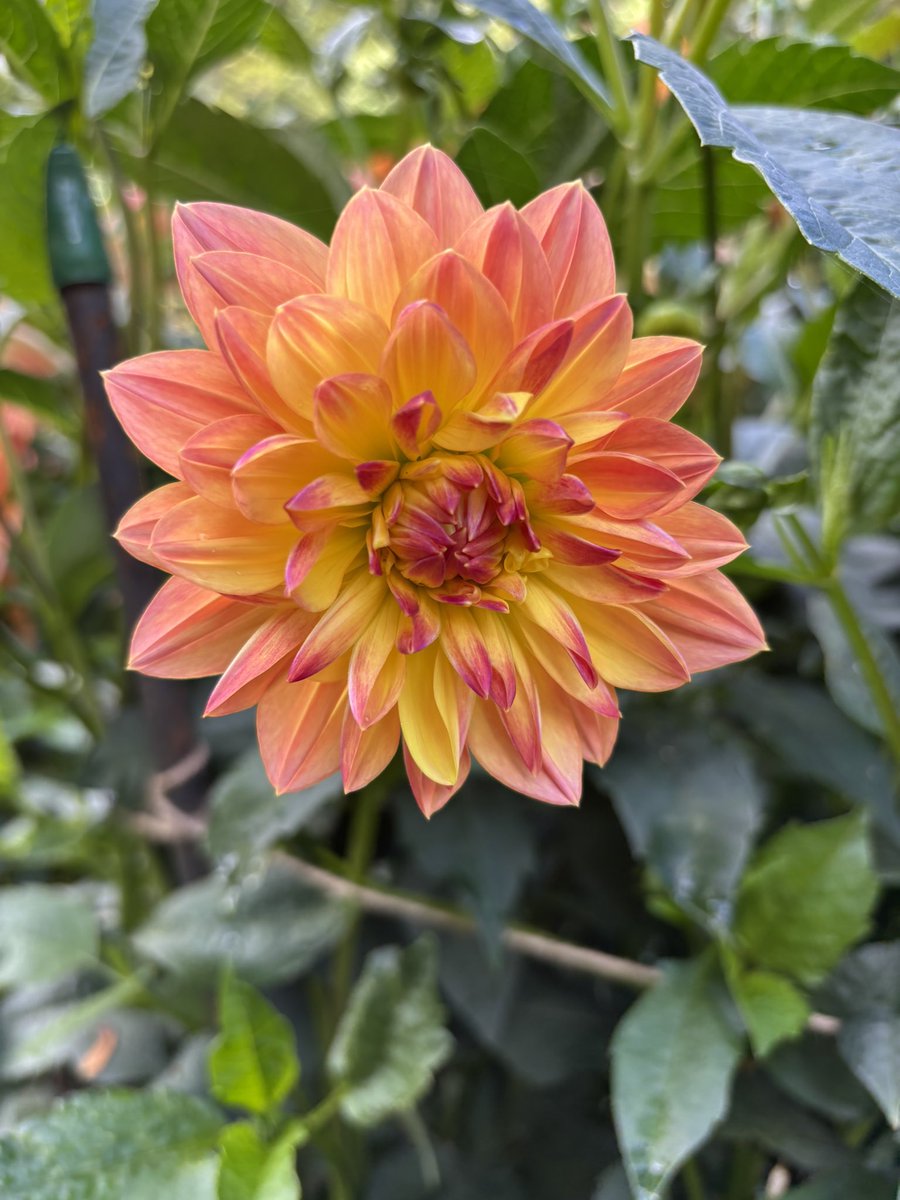 When life seems to be really difficult, nature is always there. Today at Anglesey Abbey <a href="/AngleseyAbbeyNT/">Anglesey Abbey</a> Simply perfect 💚