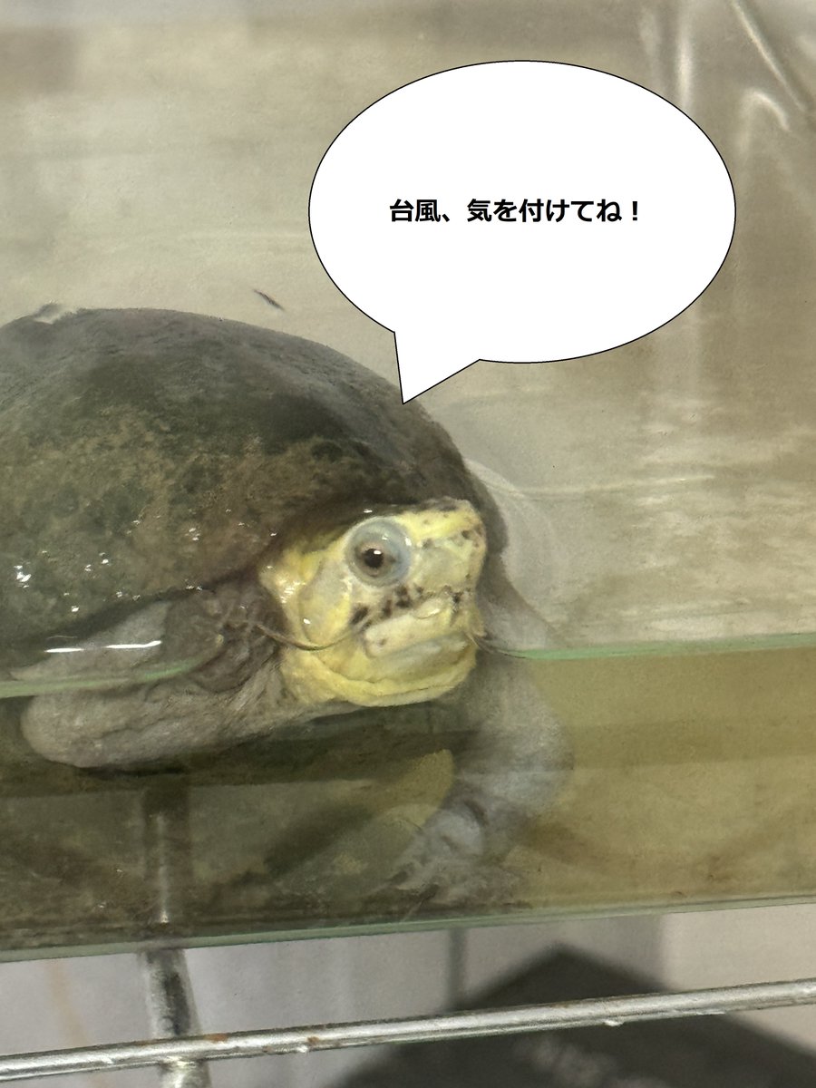 今日は、朝から台風です…(T.T)
小学校も中学校も臨時休校だそうです。ちょっと羨ましい…
という事で、皆様、良い週末を♪

#カメ
#カメ様の一言
#企業公式つぶやき部
#きんようび