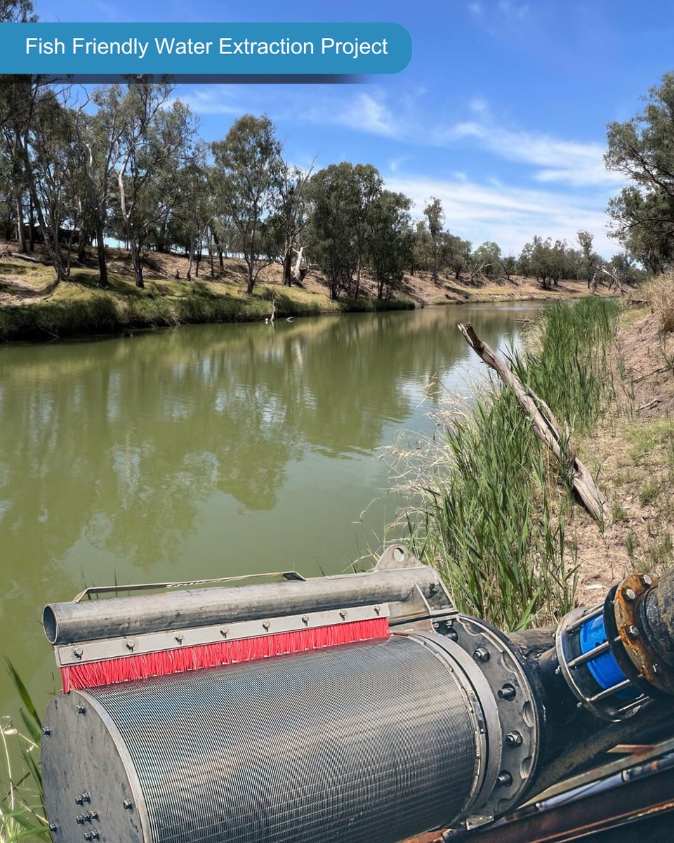 SQLandscapes's tweet image. Our waterways are the lifeblood of QLD’s Murray–Darling Basin. Each year, millions of native fish are lost to water extraction. This project protects fish &amp;amp; supports farmers with new technology

#AusGov #ProtectOurFish #CleanWater #DCCEEW