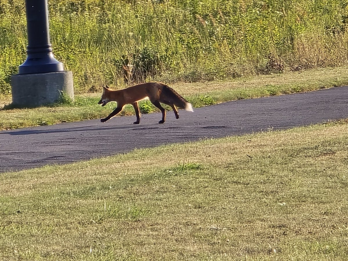 frankiemacd's tweet image. Here is the fox running in open hearth park in Sydney Nova Scotia picture taken by Frankie MacDonald