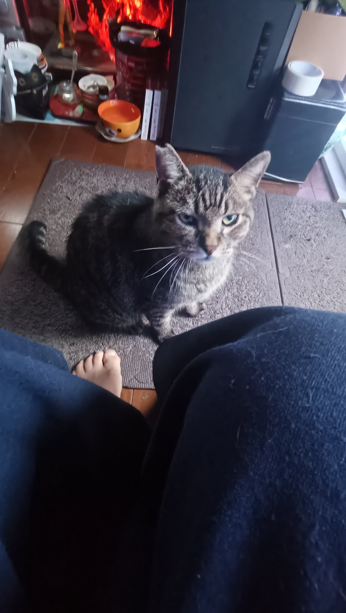 野良猫 野良猫ちゃん