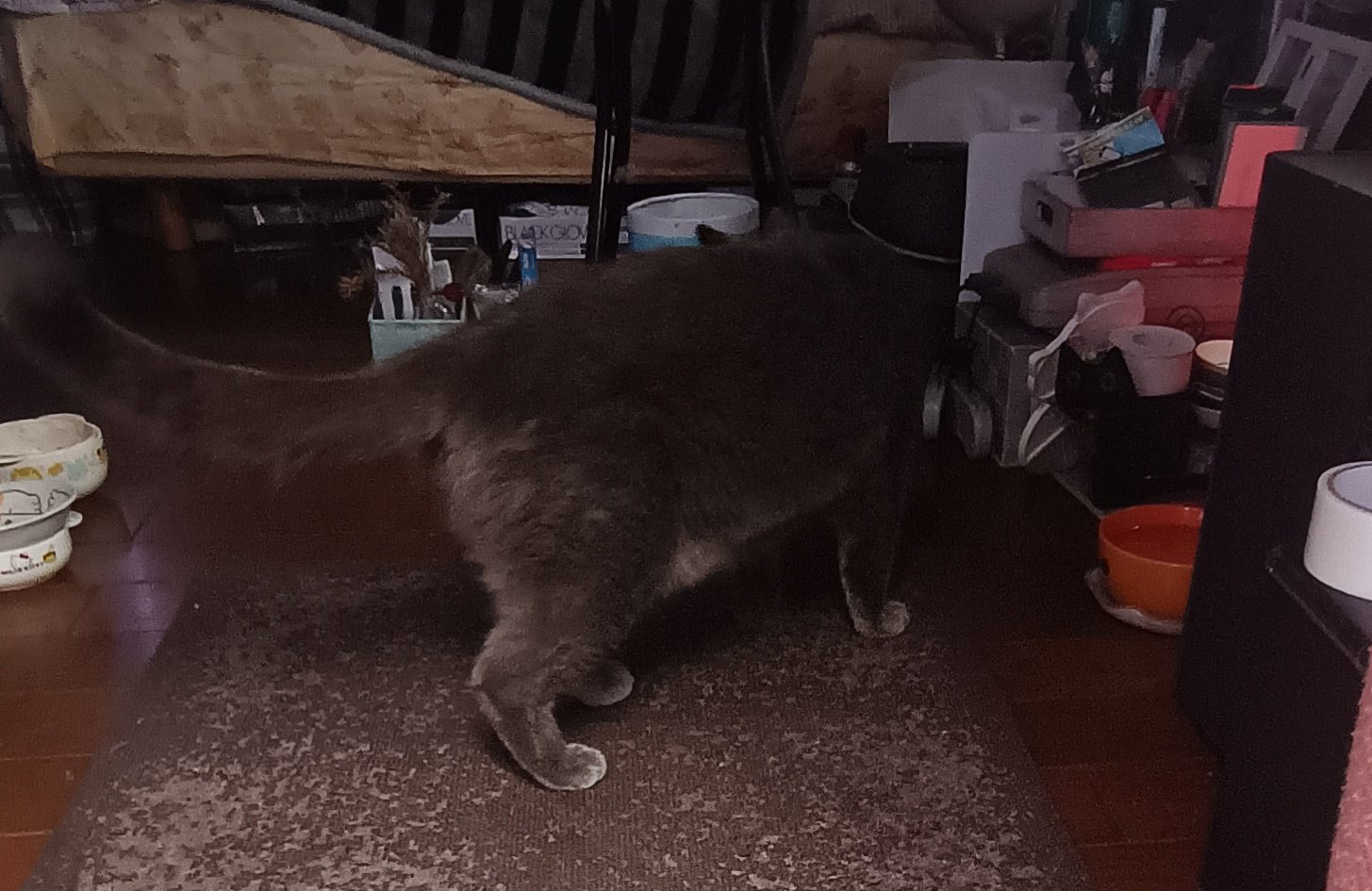 野良猫 野良猫ちゃん