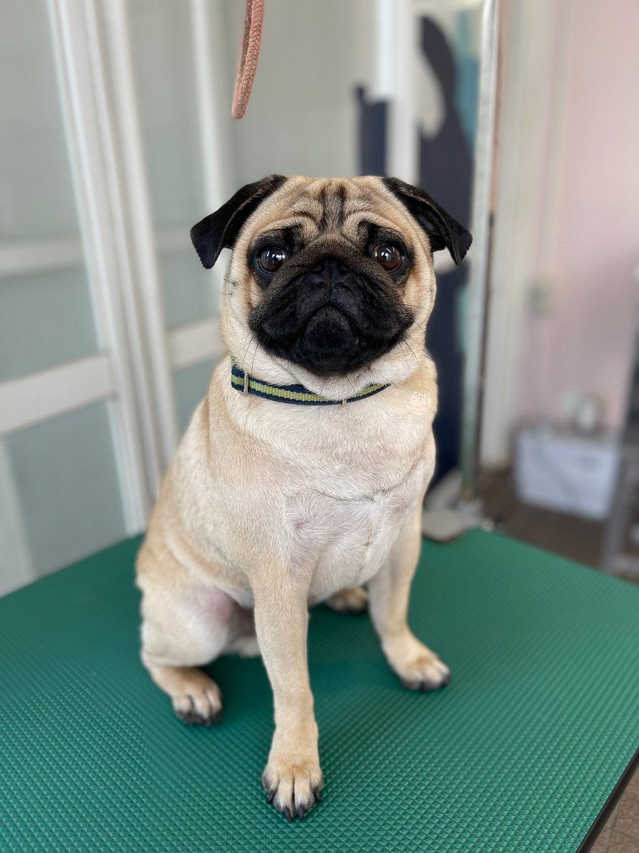 ばぐパグ tweet media